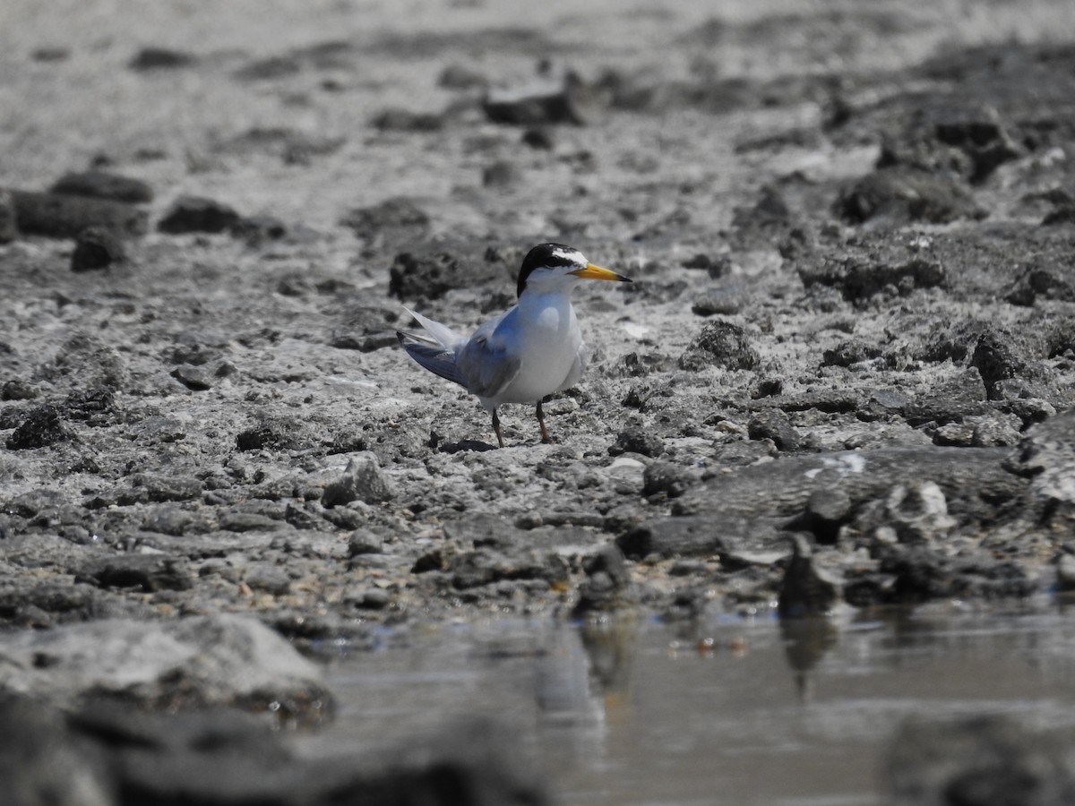 Least Tern - ML622081765