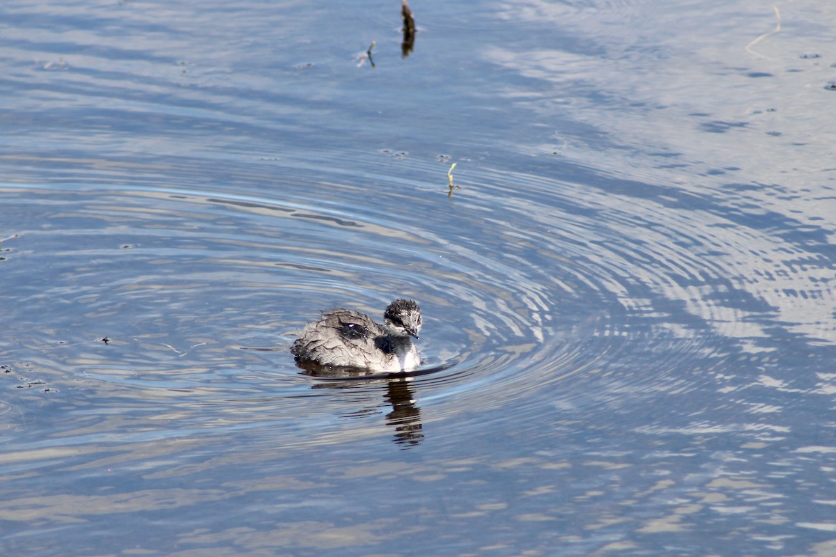 Pied-billed Grebe - Anne R.