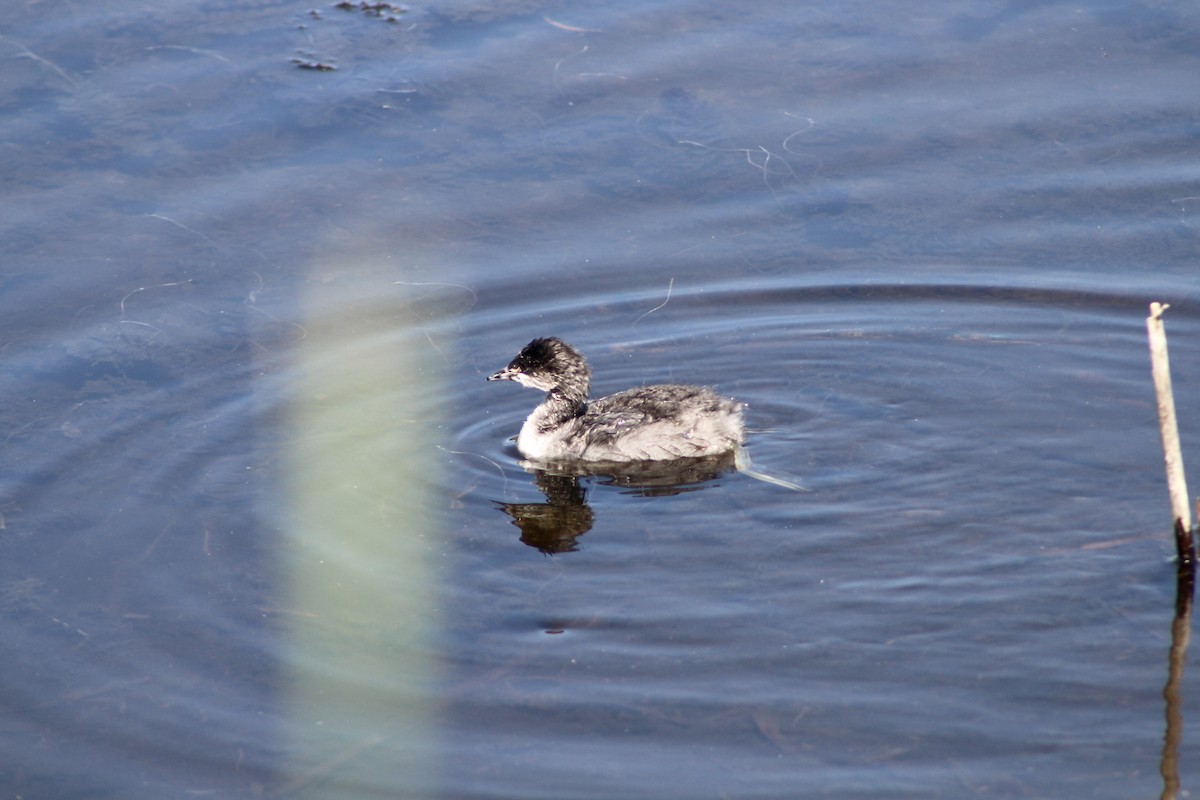 Pied-billed Grebe - Anne R.