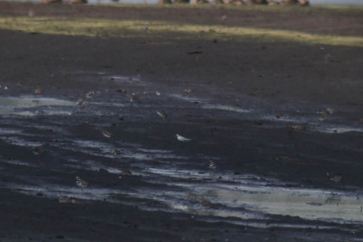 Least Tern - ML622081835