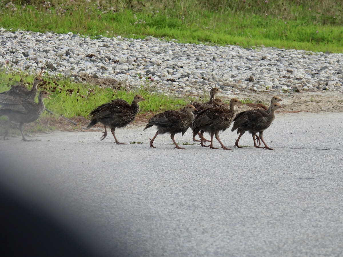 Wild Turkey - ML622081845