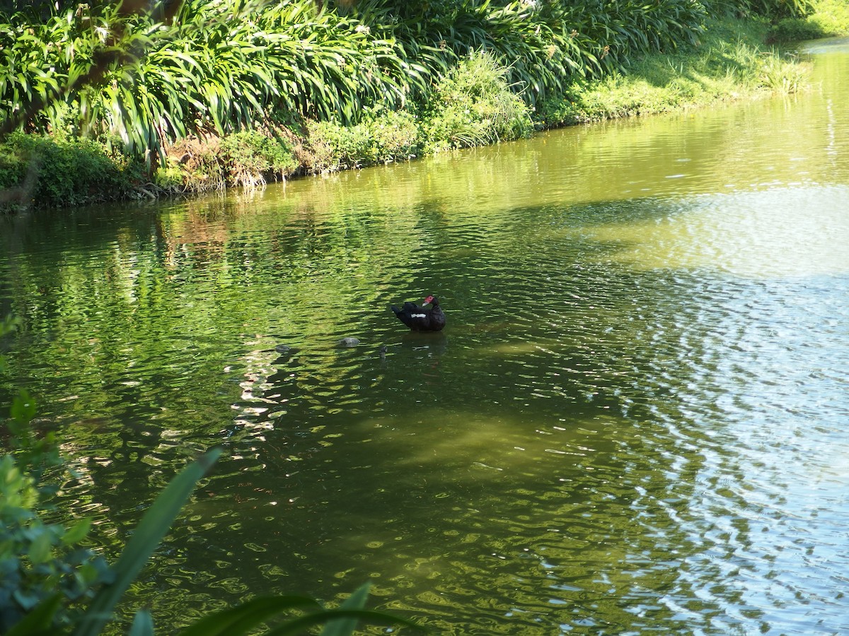 Muscovy Duck (Domestic type) - ML622081849