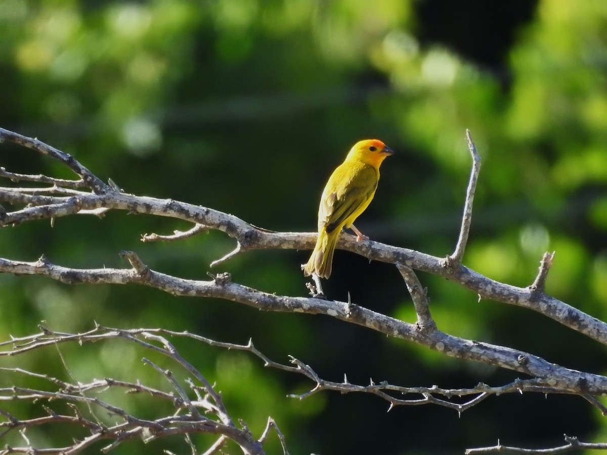 Saffron Finch - ML622081919