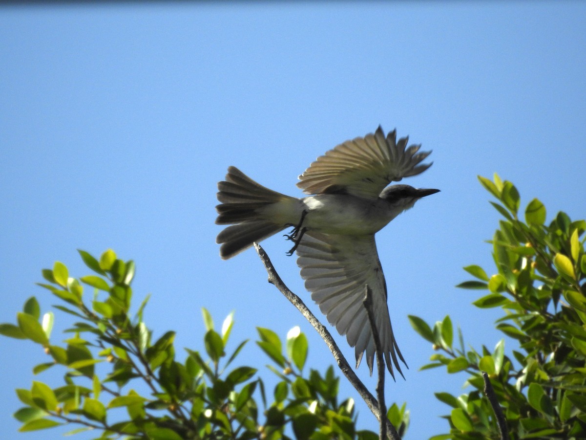 Gray Kingbird - Michael Weisensee