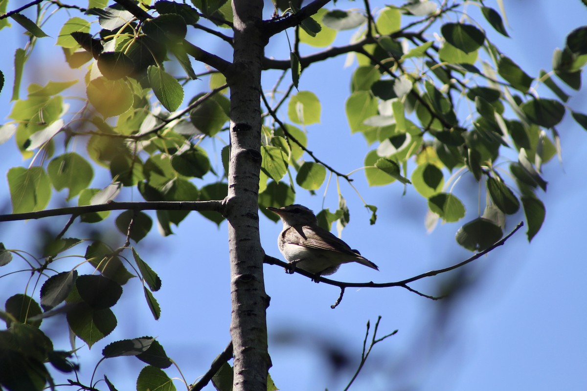 Red-eyed Vireo - ML622081934