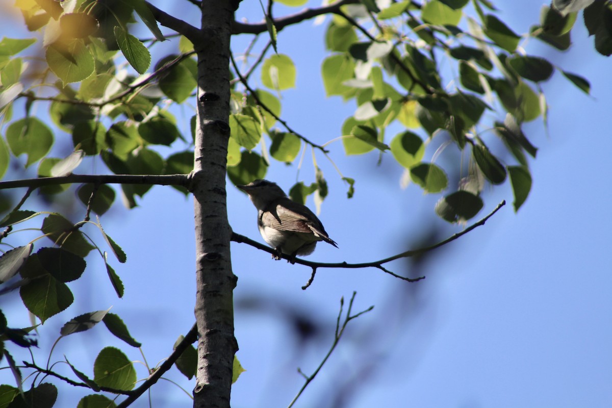 Red-eyed Vireo - ML622081937