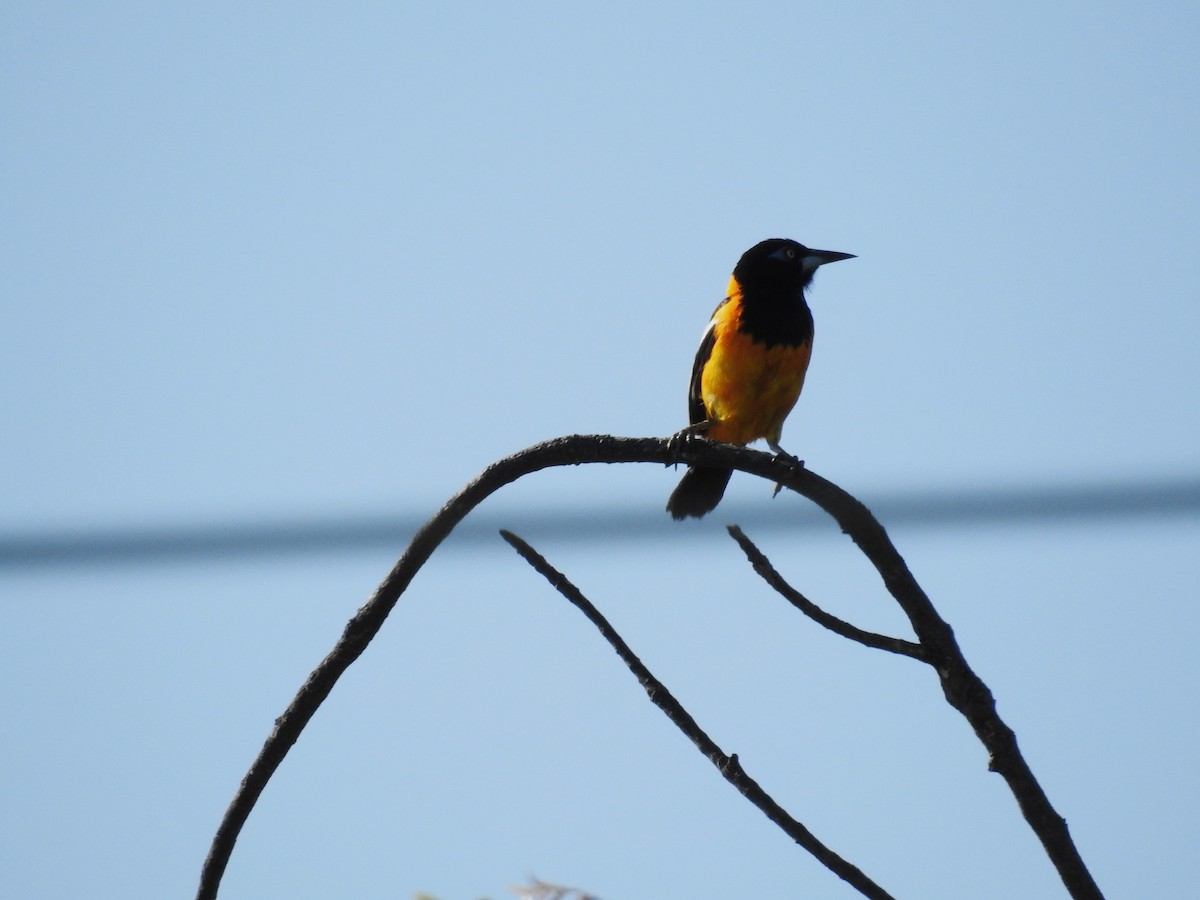 Venezuelan Troupial - Michael Weisensee