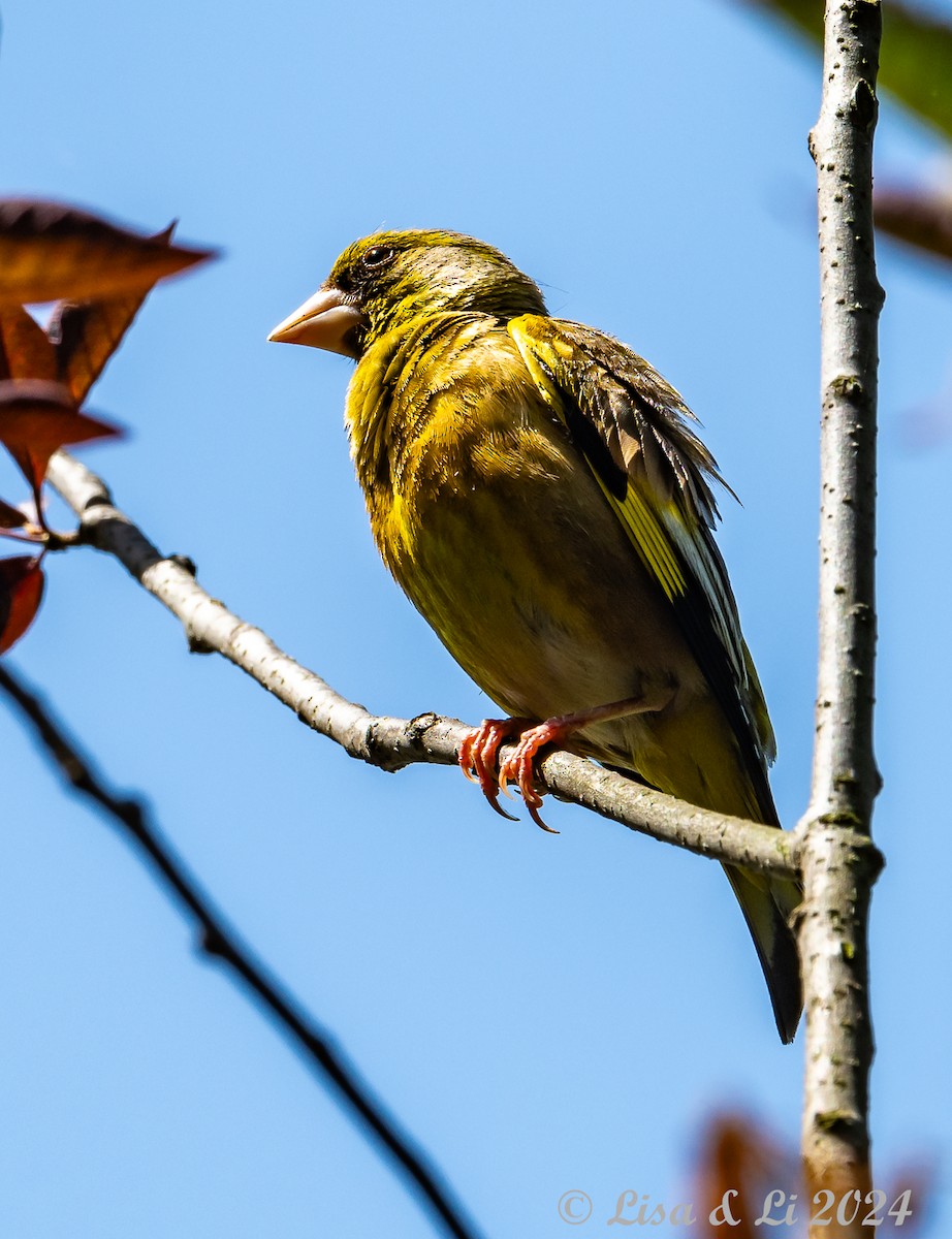 Oriental Greenfinch (Oriental) - ML622081941