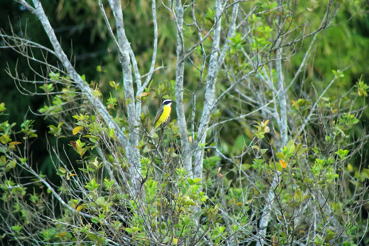 Rusty-margined Flycatcher - ML622081944