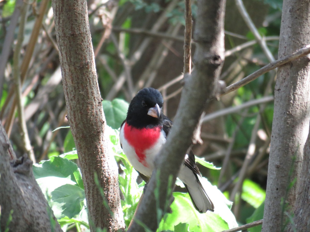 Rose-breasted Grosbeak - ML622081945