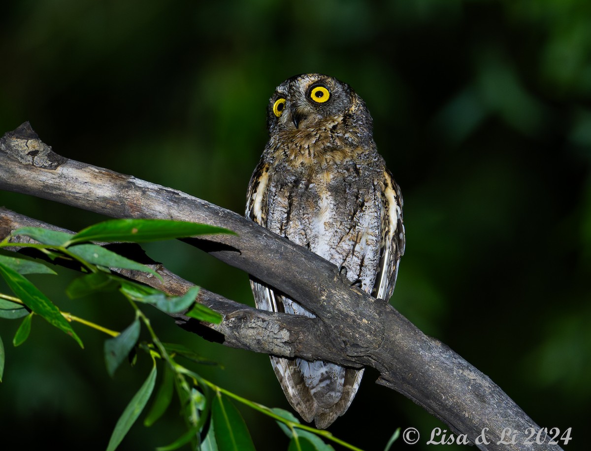 Oriental Scops-Owl - ML622081946