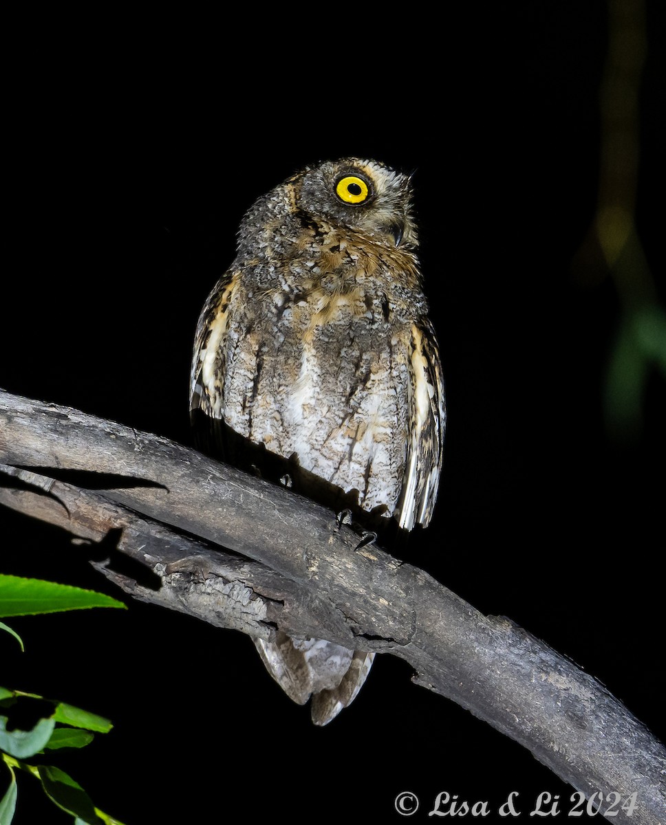 Oriental Scops-Owl - ML622081947