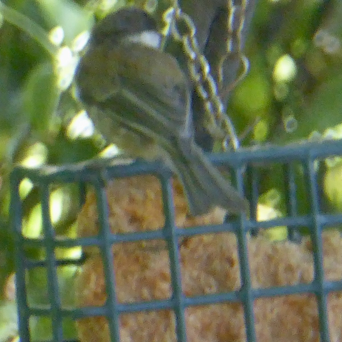 Chestnut-backed Chickadee - ML622081948