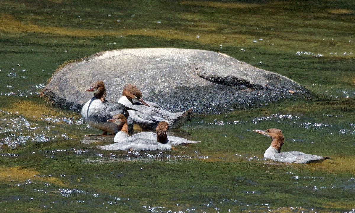 Common Merganser - Bob Zaremba