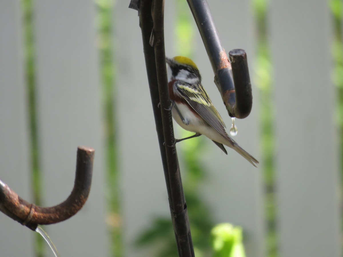 Chestnut-sided Warbler - ML622081950