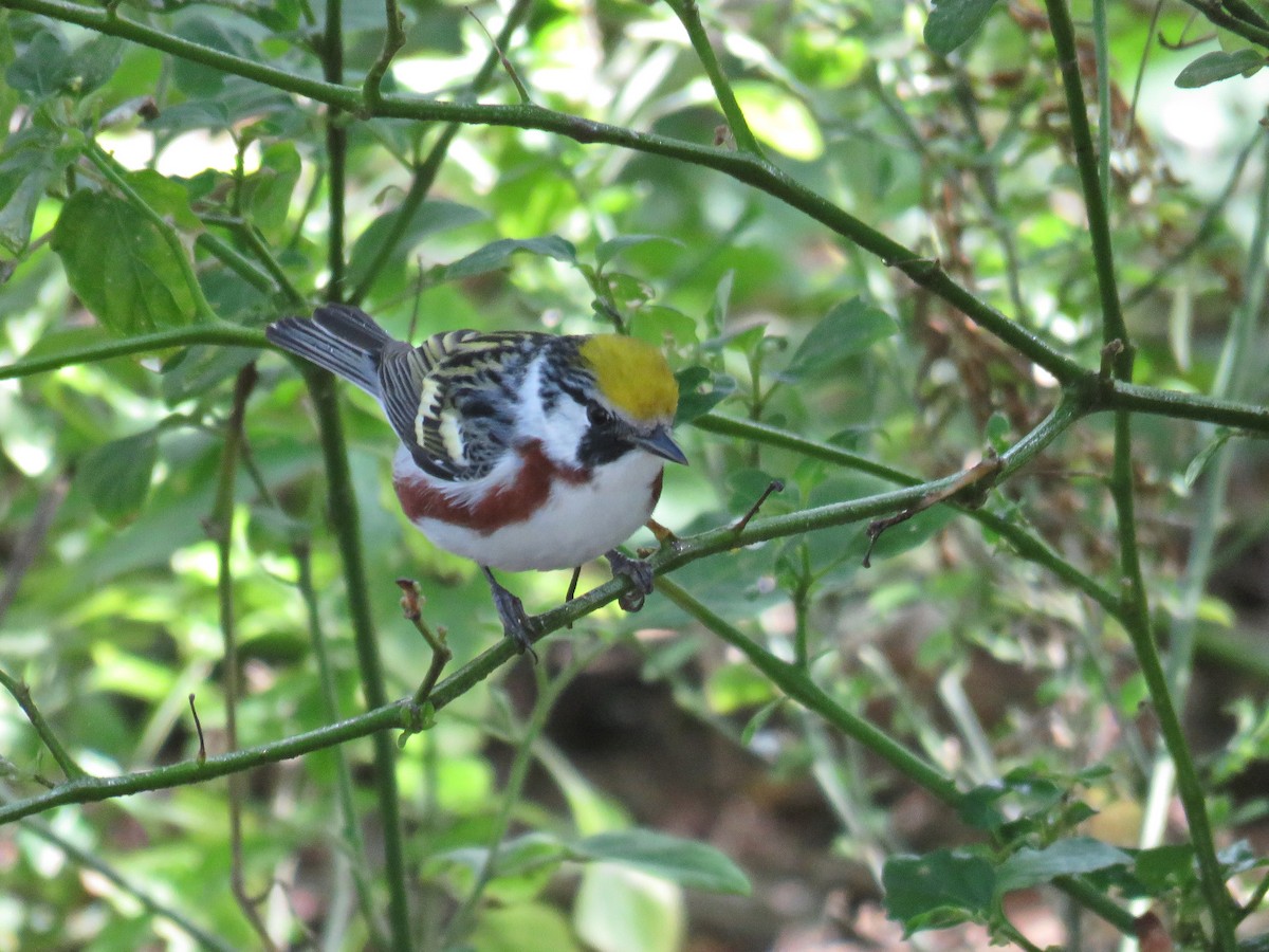 Chestnut-sided Warbler - ML622081951