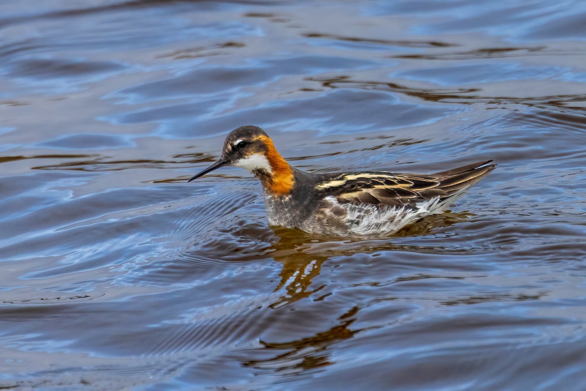 Red-necked Phalarope - ML622081952