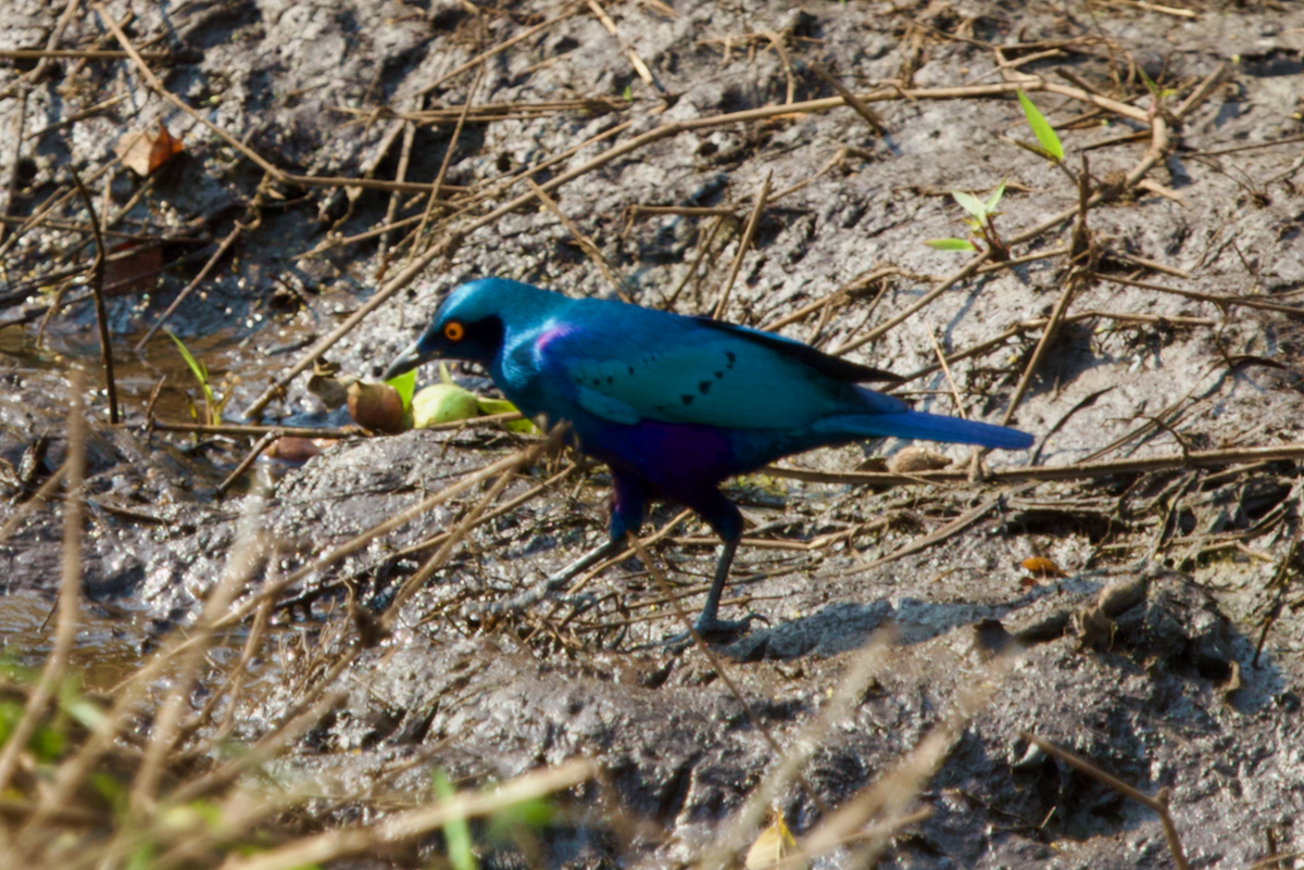 Greater Blue-eared Starling - ML622081953