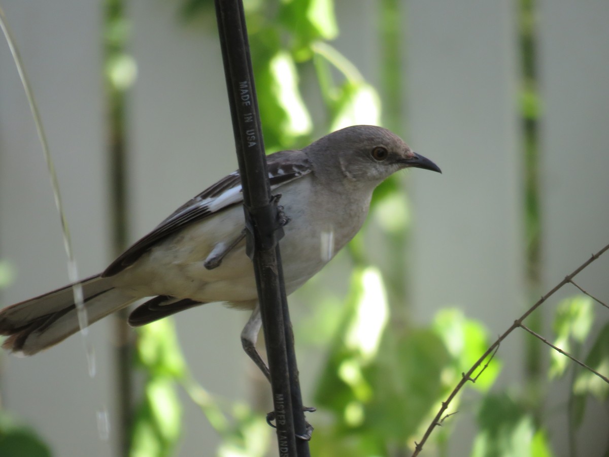 Northern Mockingbird - ML622081956