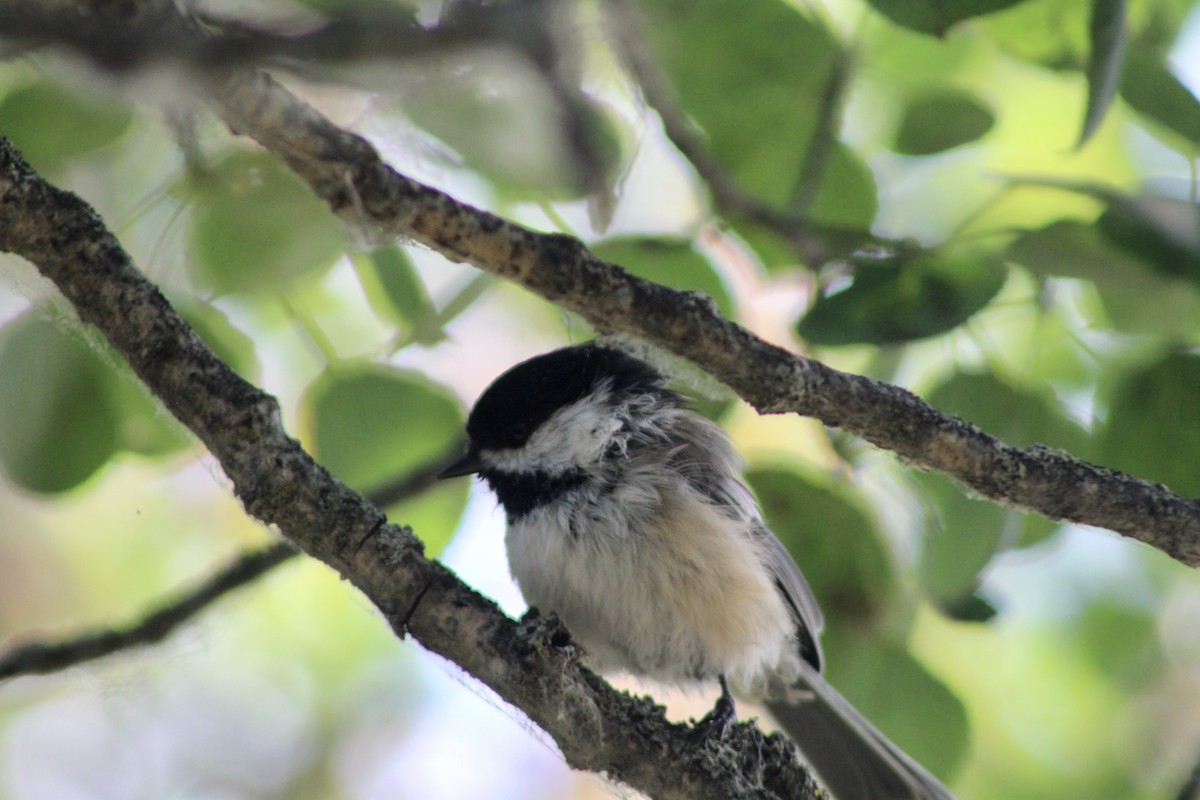 Black-capped Chickadee - ML622081957