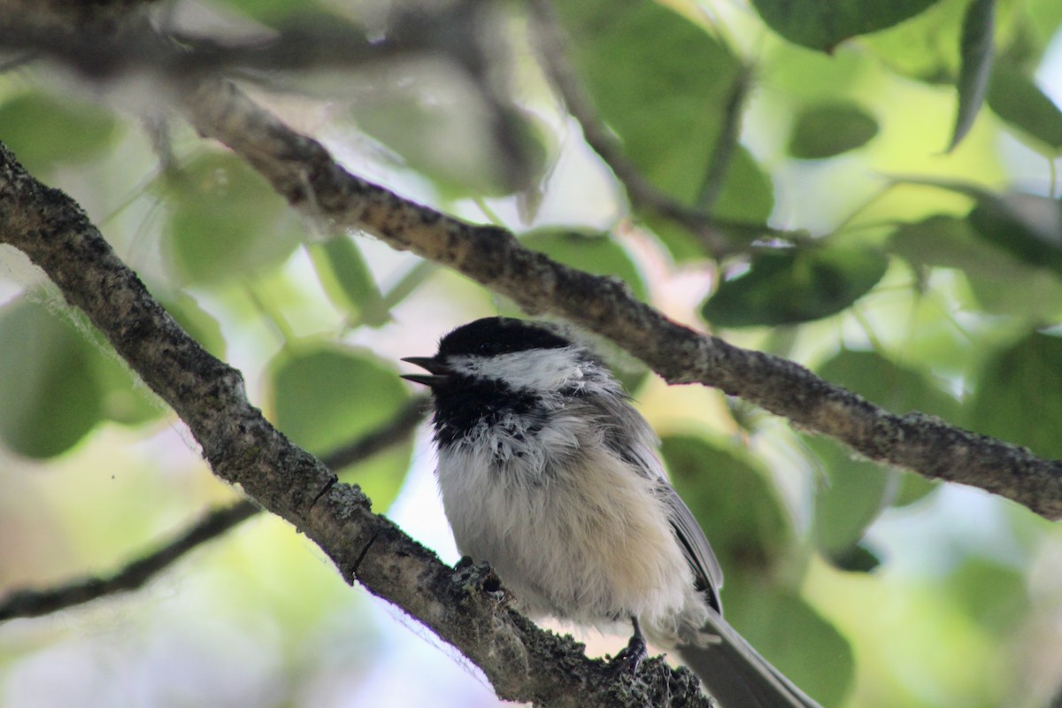 Black-capped Chickadee - ML622081958