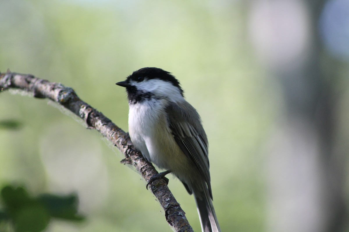 Black-capped Chickadee - ML622081959