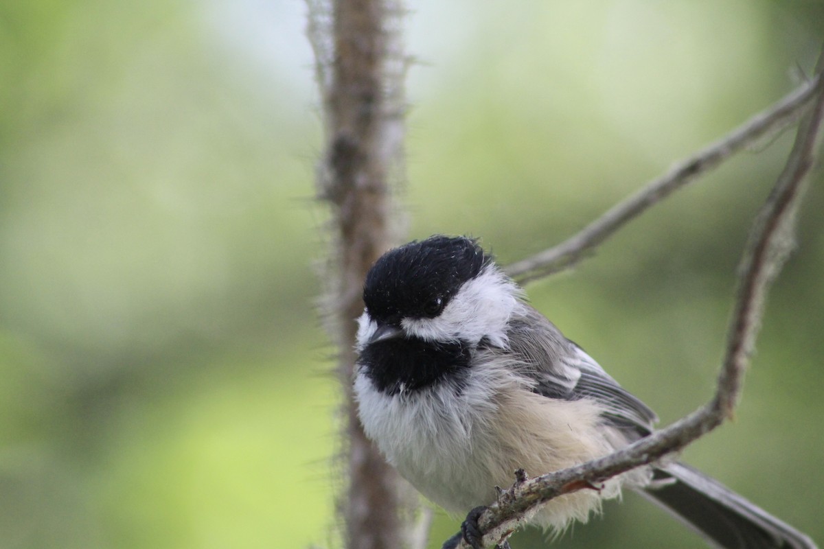 Black-capped Chickadee - ML622081960