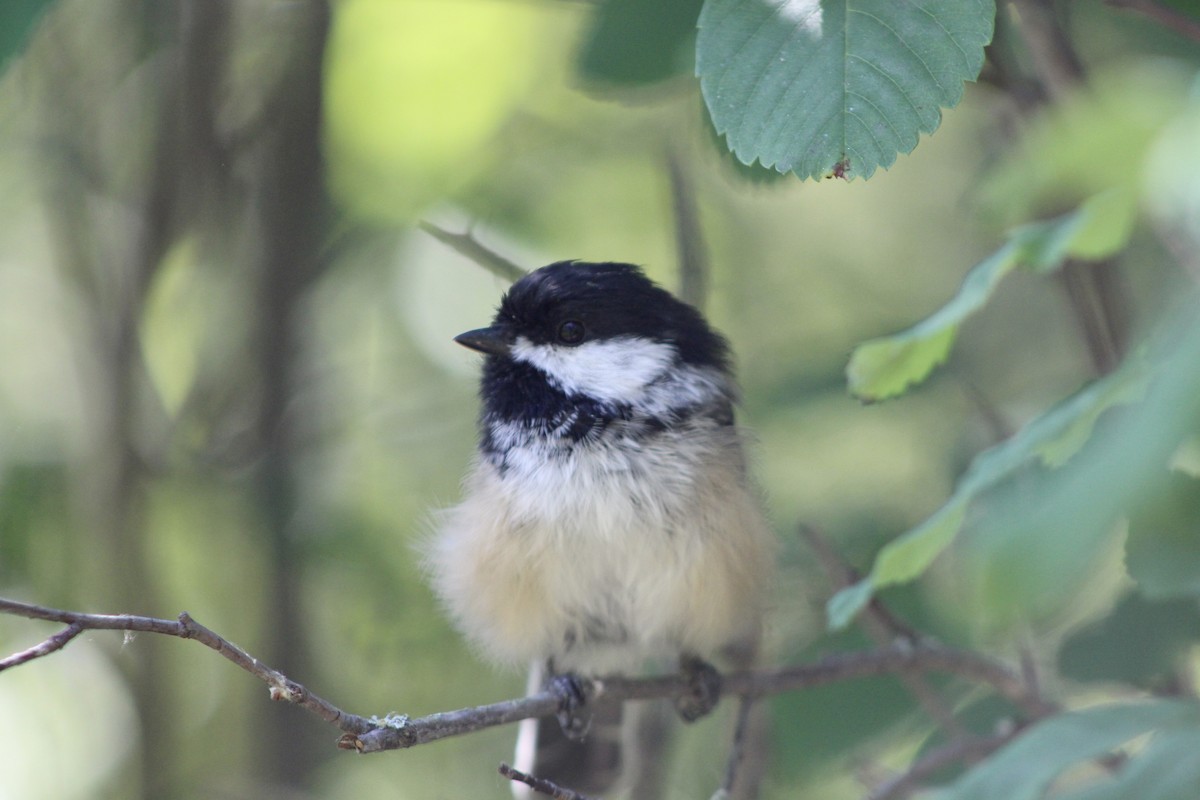 Black-capped Chickadee - ML622081961