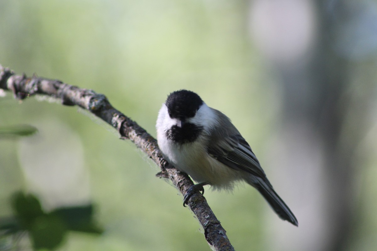 Black-capped Chickadee - ML622081962