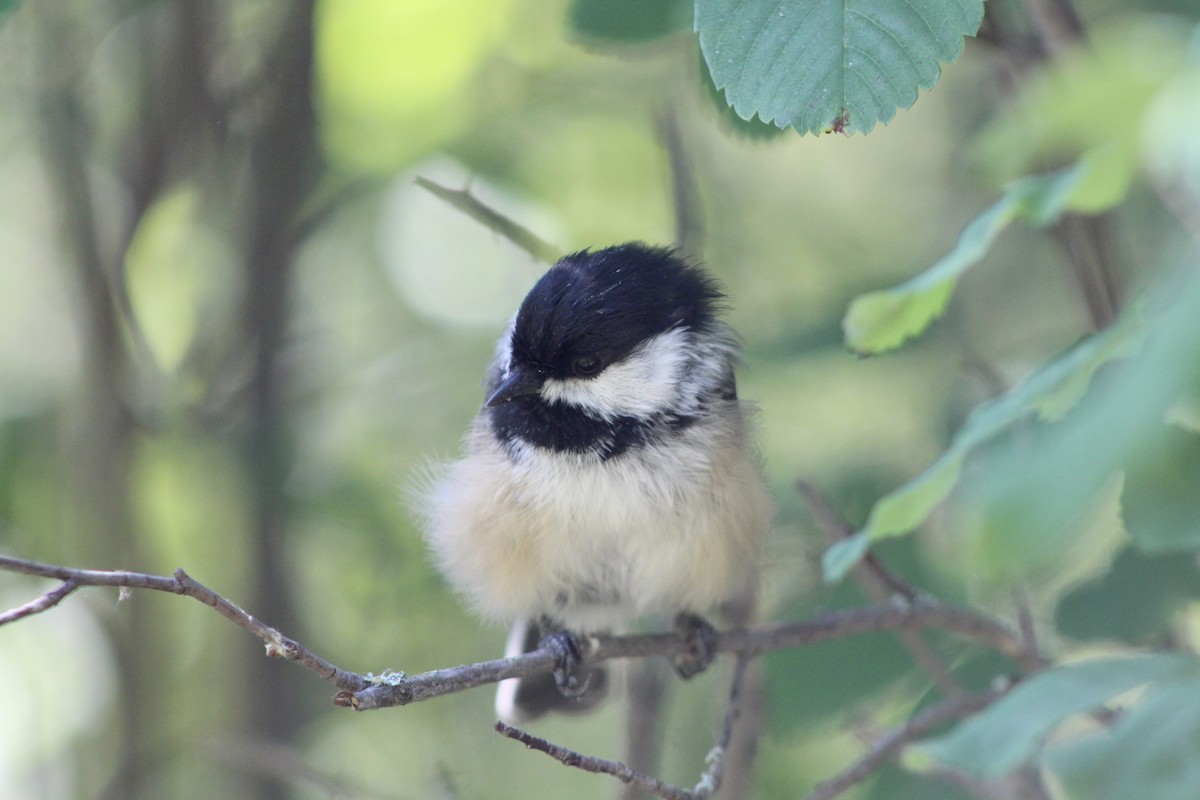 Black-capped Chickadee - ML622081963