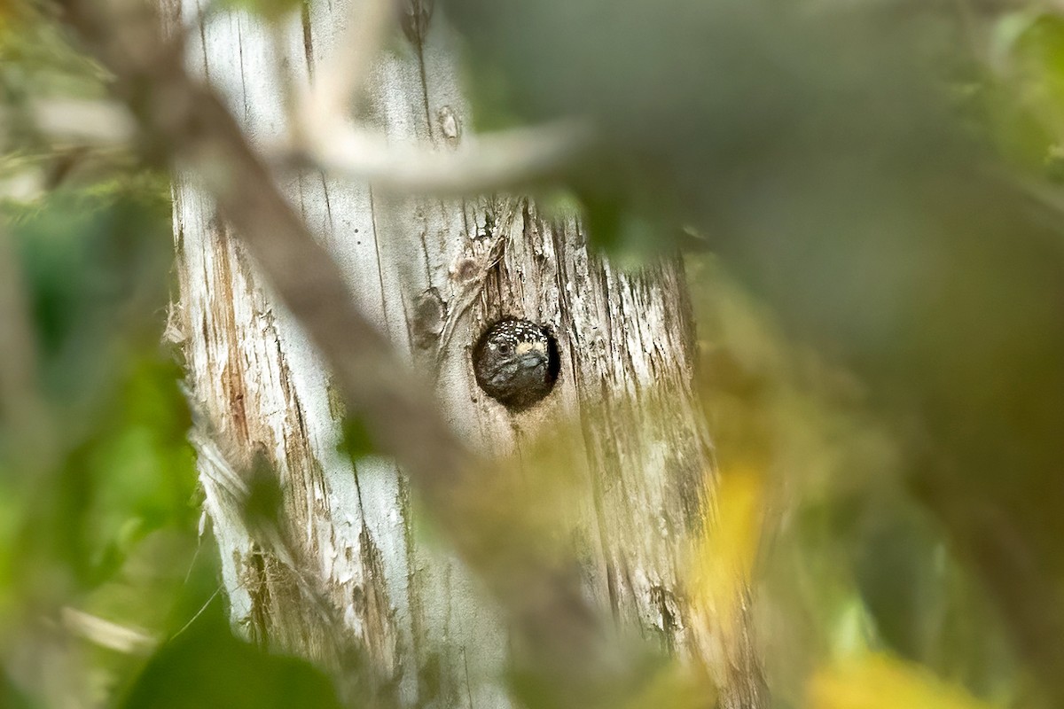 Speckle-chested Piculet - ML622081966