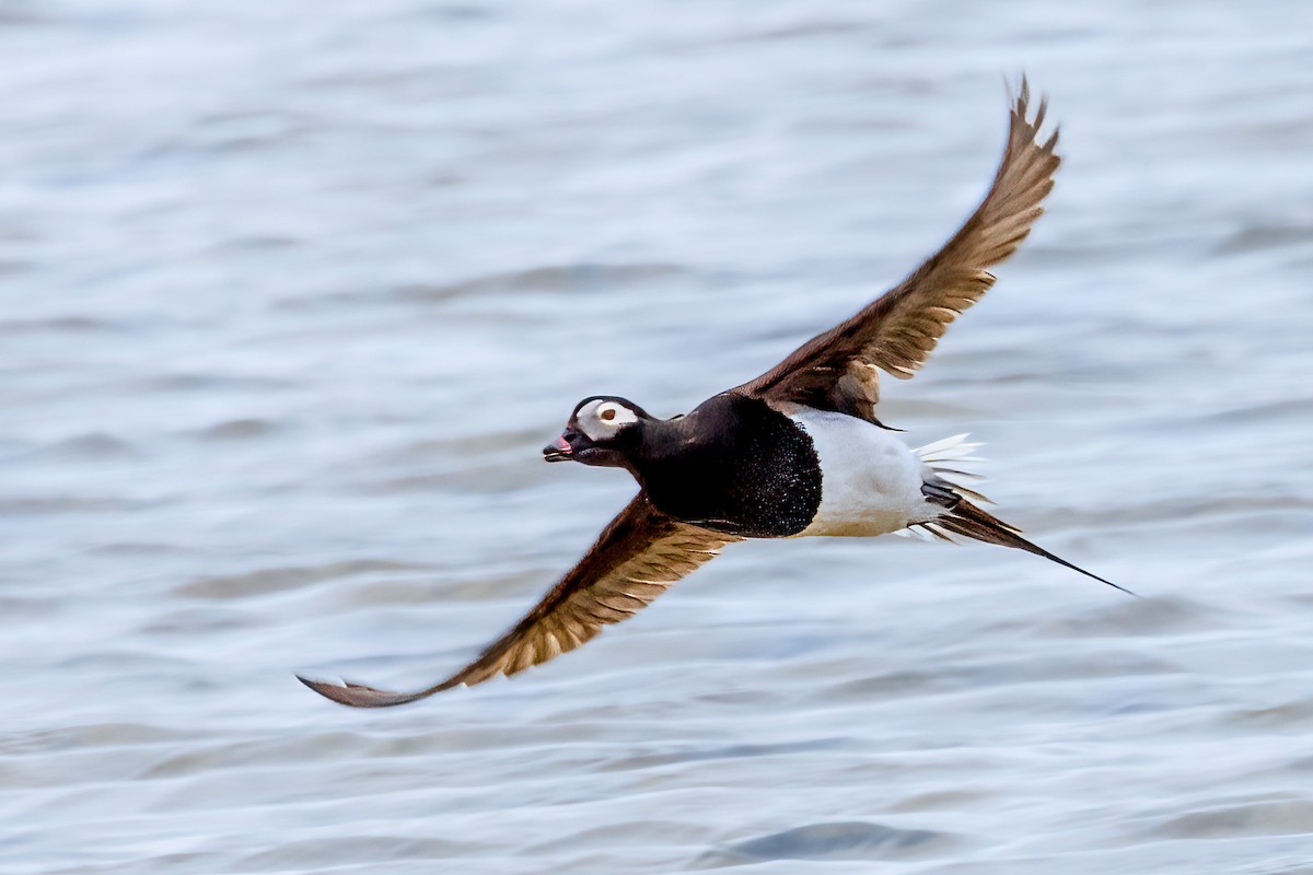 Long-tailed Duck - ML622081967