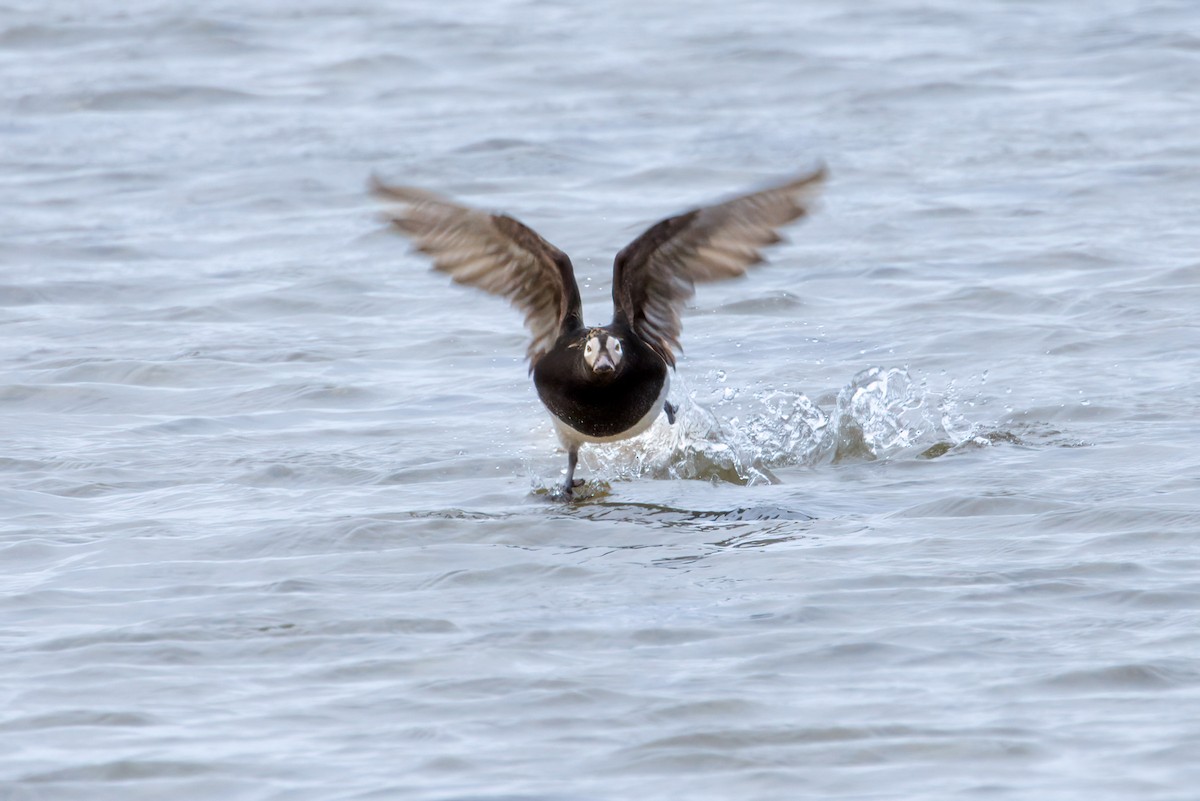 Long-tailed Duck - ML622081968