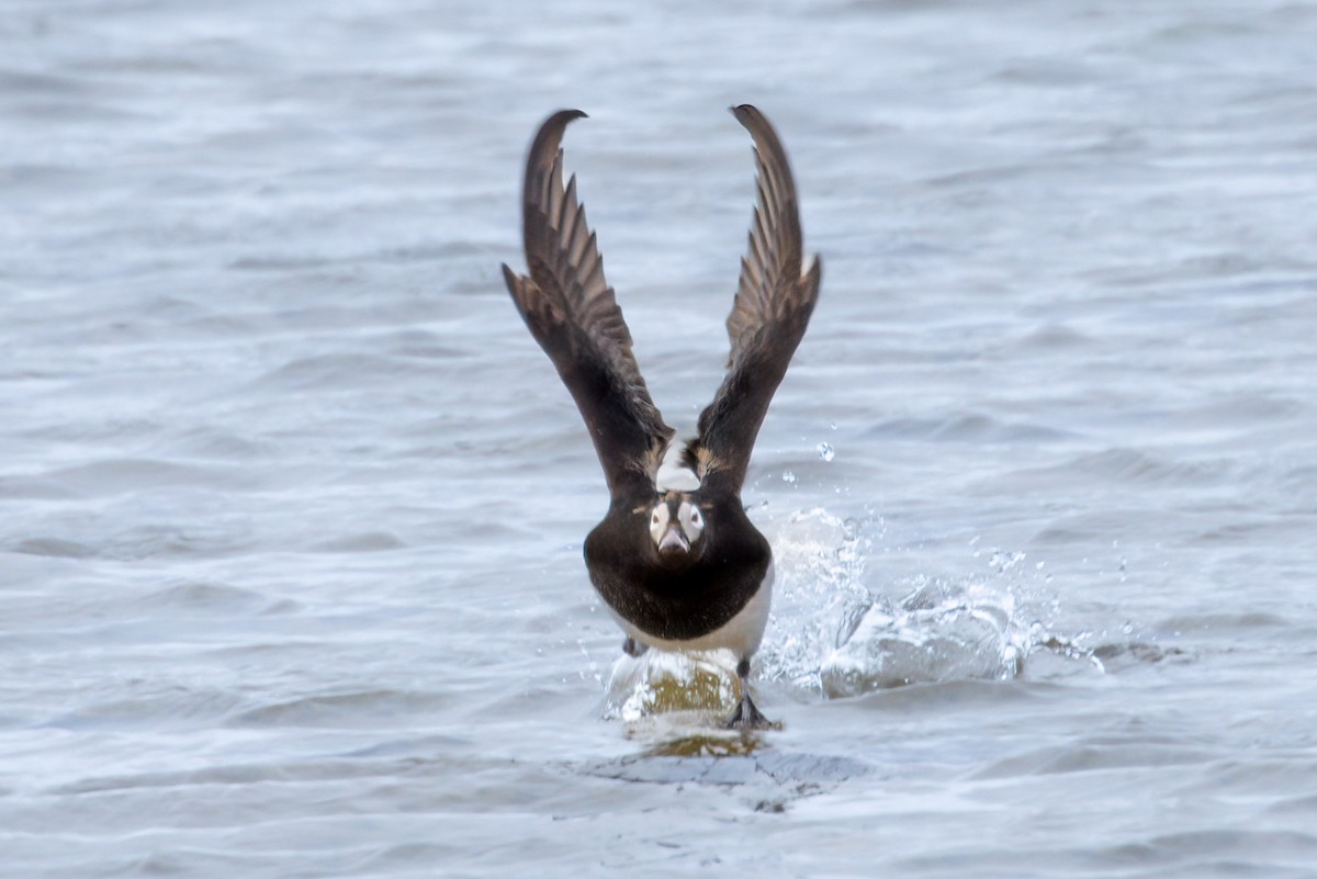 Long-tailed Duck - ML622081969