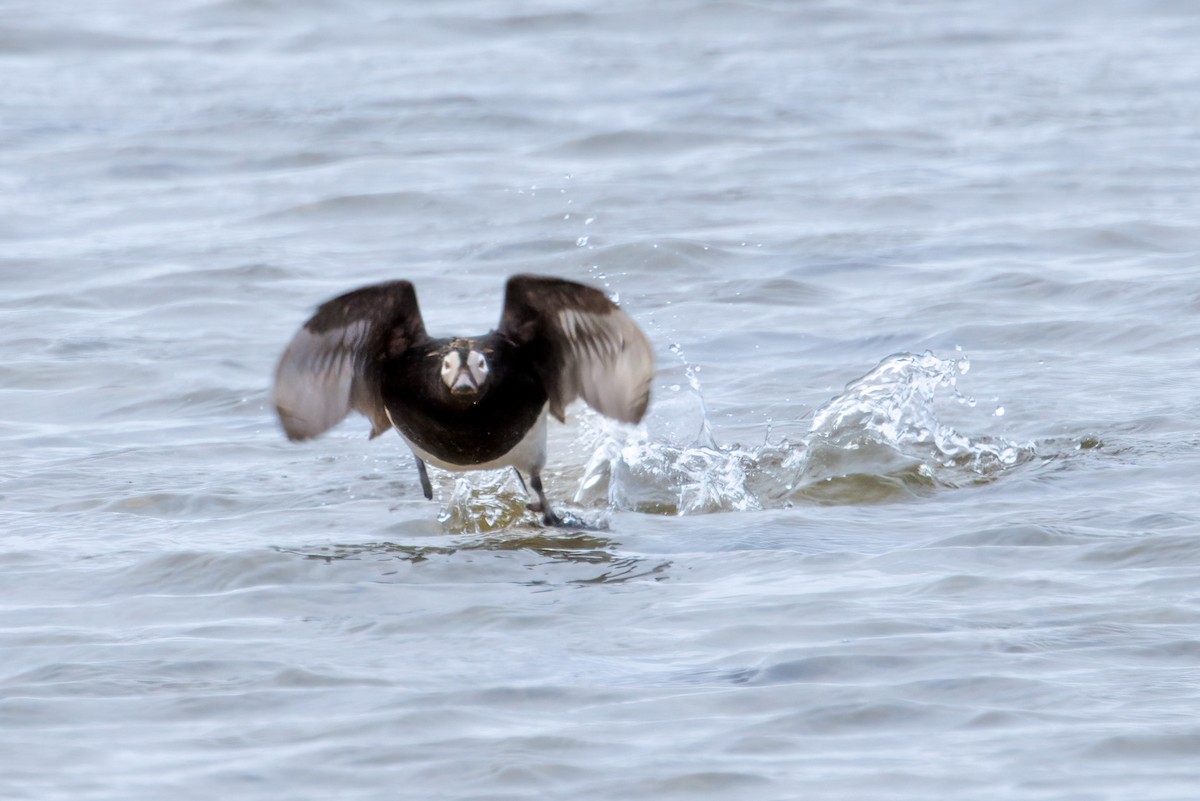 Long-tailed Duck - ML622081970