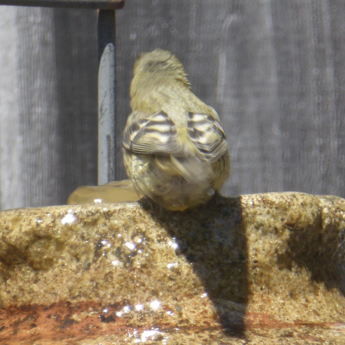 Lesser Goldfinch - ML622081971