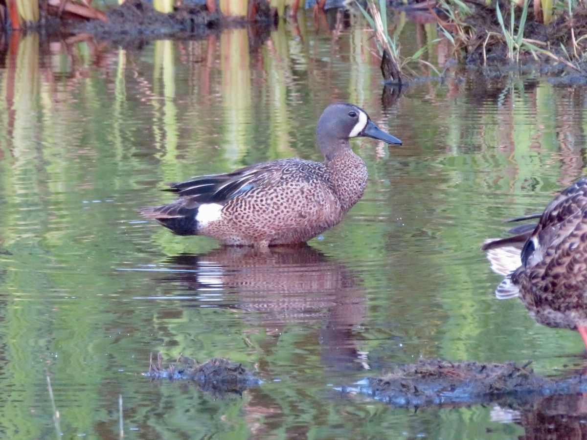 Blue-winged Teal - ML622081972