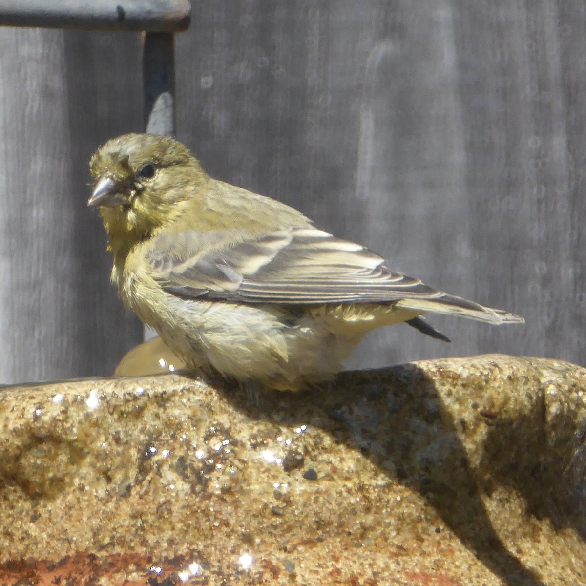 Lesser Goldfinch - ML622081994