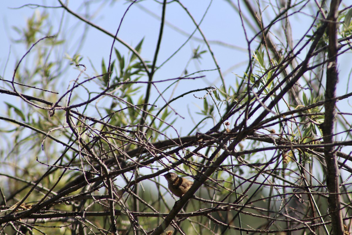 Marsh Wren - ML622082000