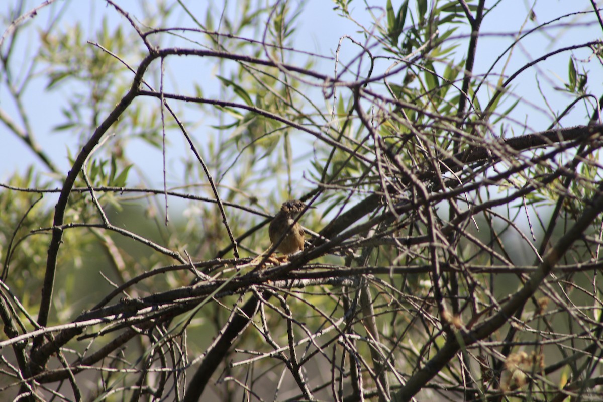 Marsh Wren - Anne R.