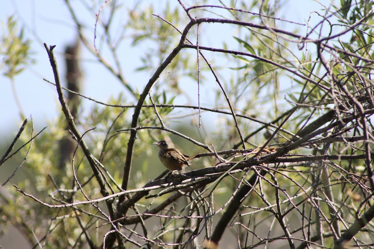 Marsh Wren - ML622082004