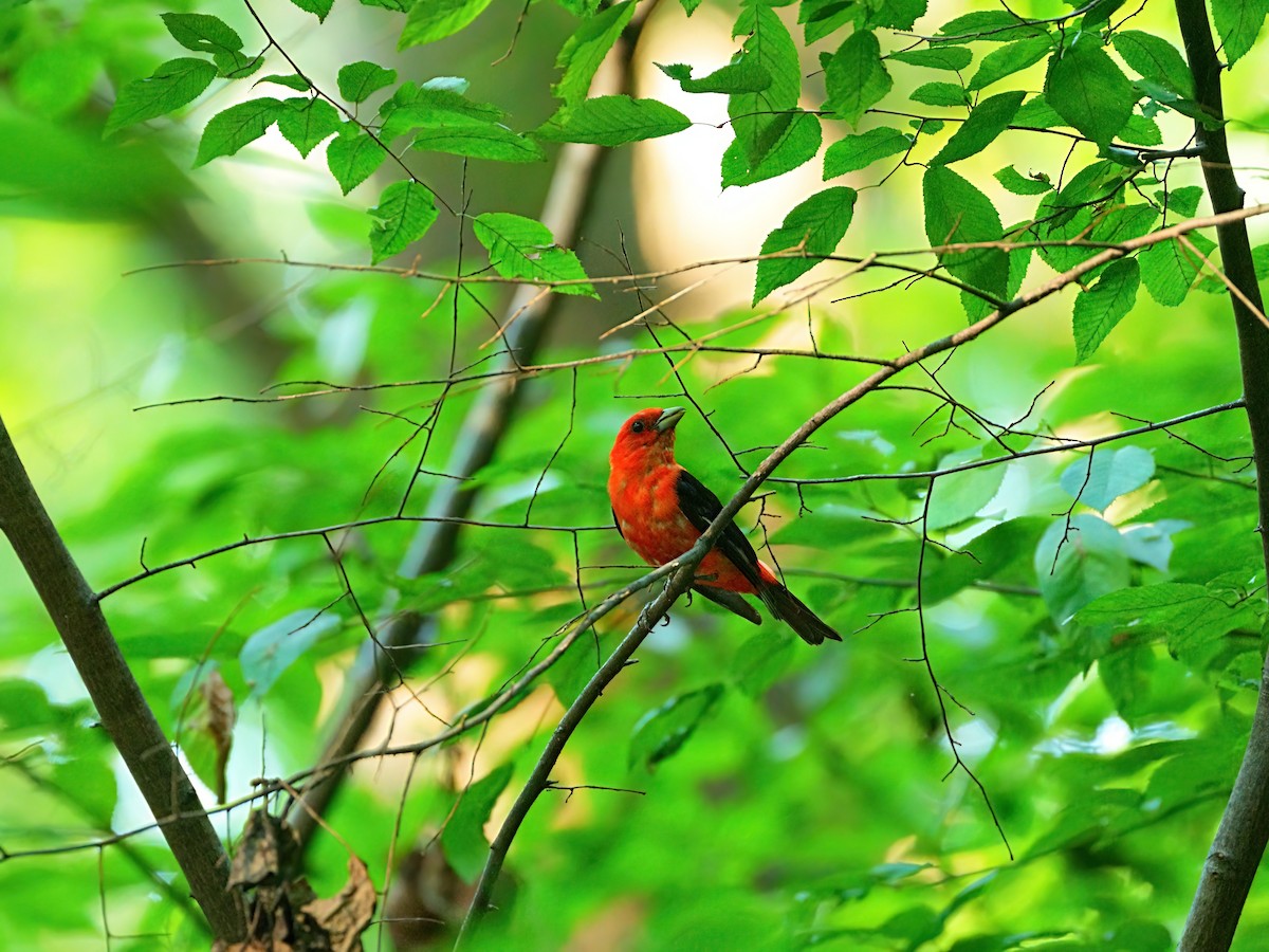 Scarlet Tanager - ML622082005