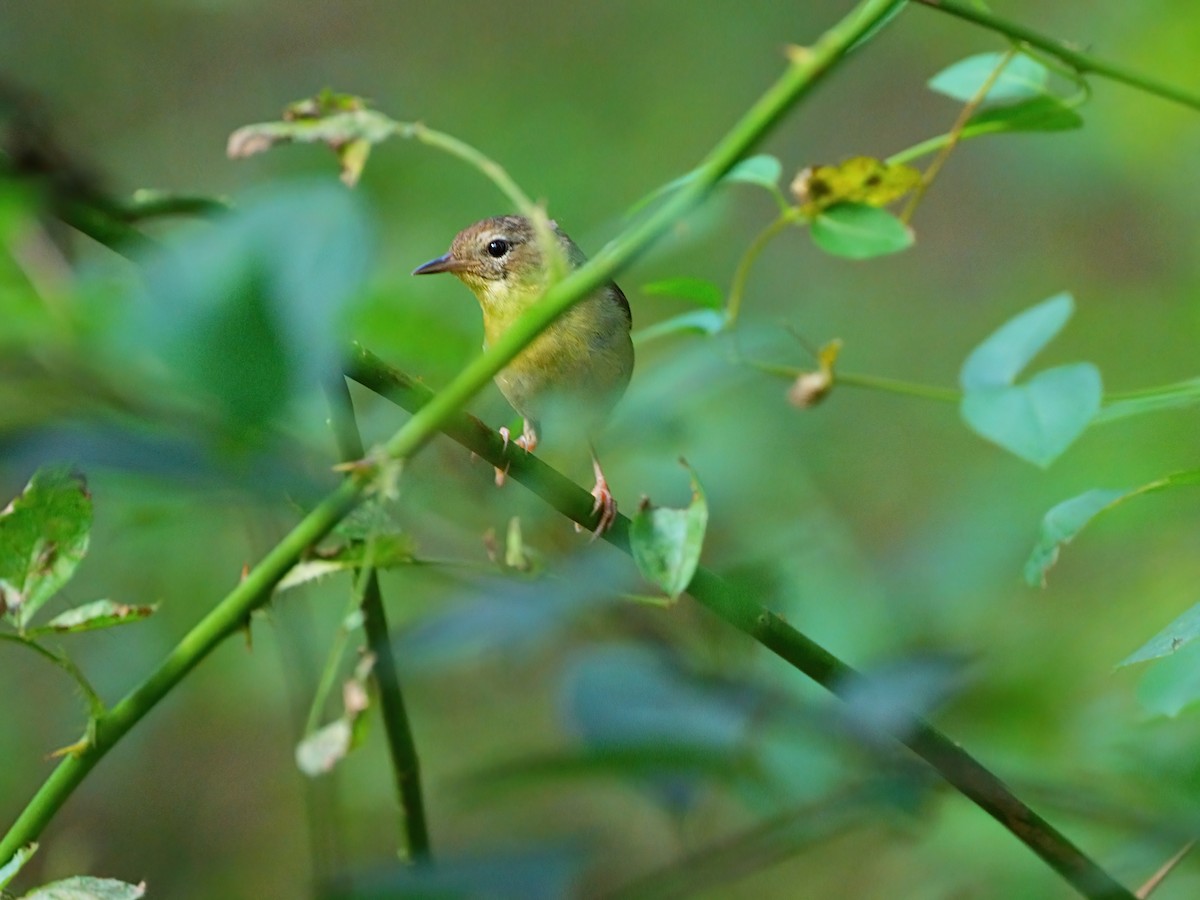 Common Yellowthroat - ML622082007