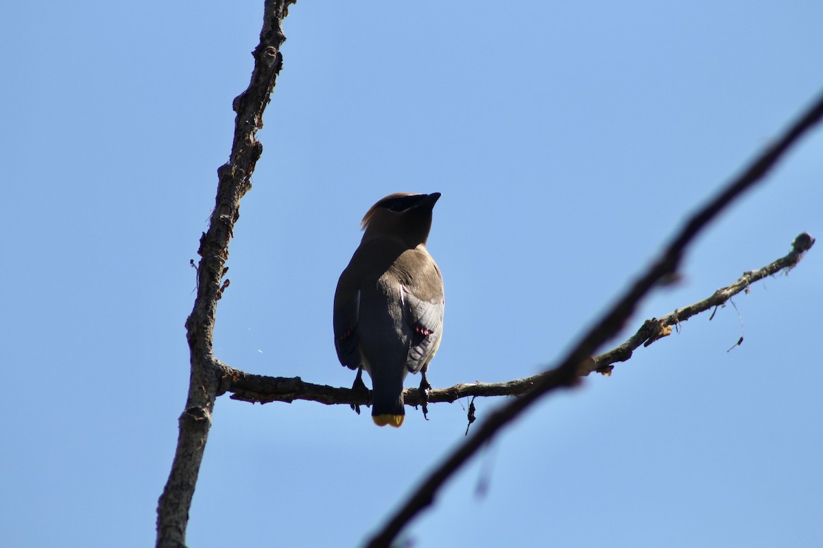 Cedar Waxwing - ML622082008