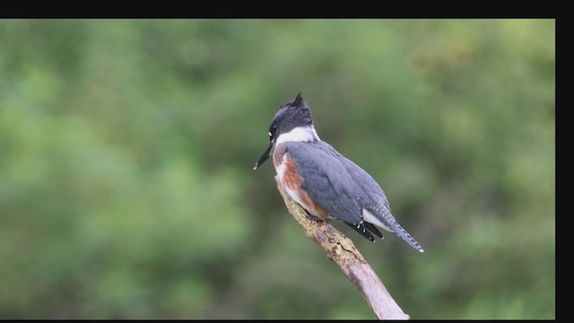Belted Kingfisher - ML622082009