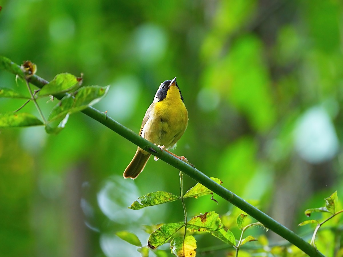 Common Yellowthroat - ML622082010