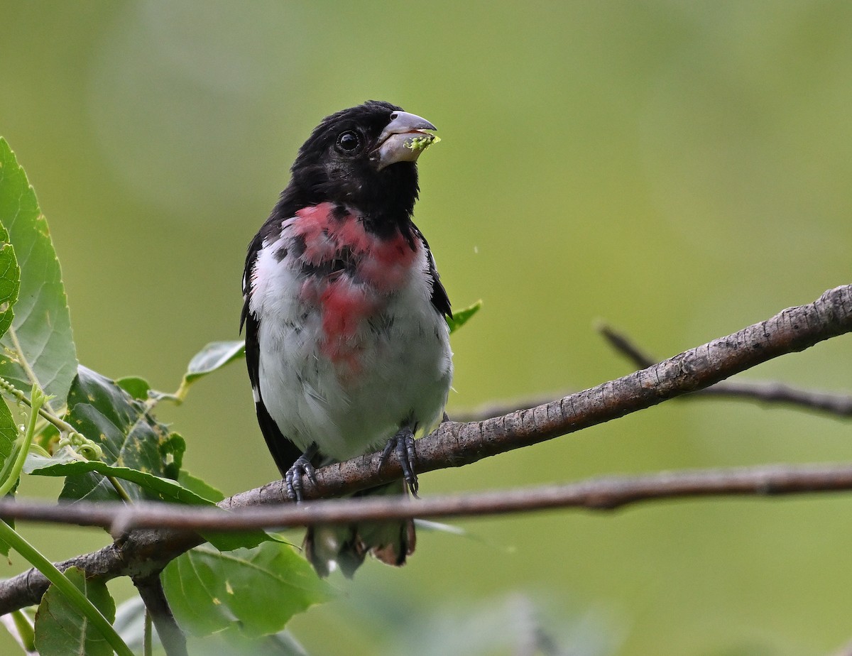 Rose-breasted Grosbeak - ML622082011