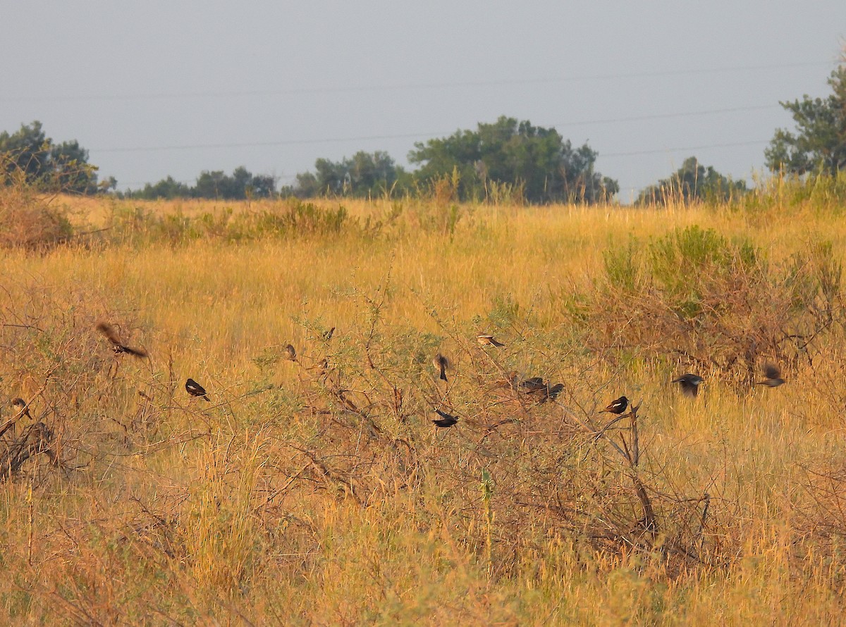 Lark Bunting - ML622082012