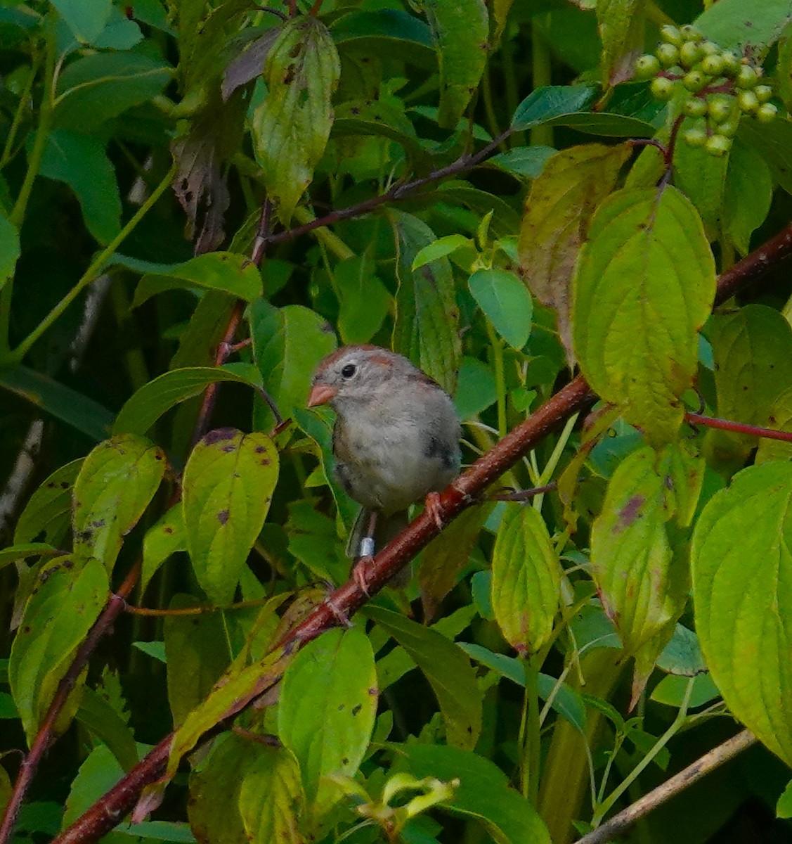Field Sparrow - ML622082014