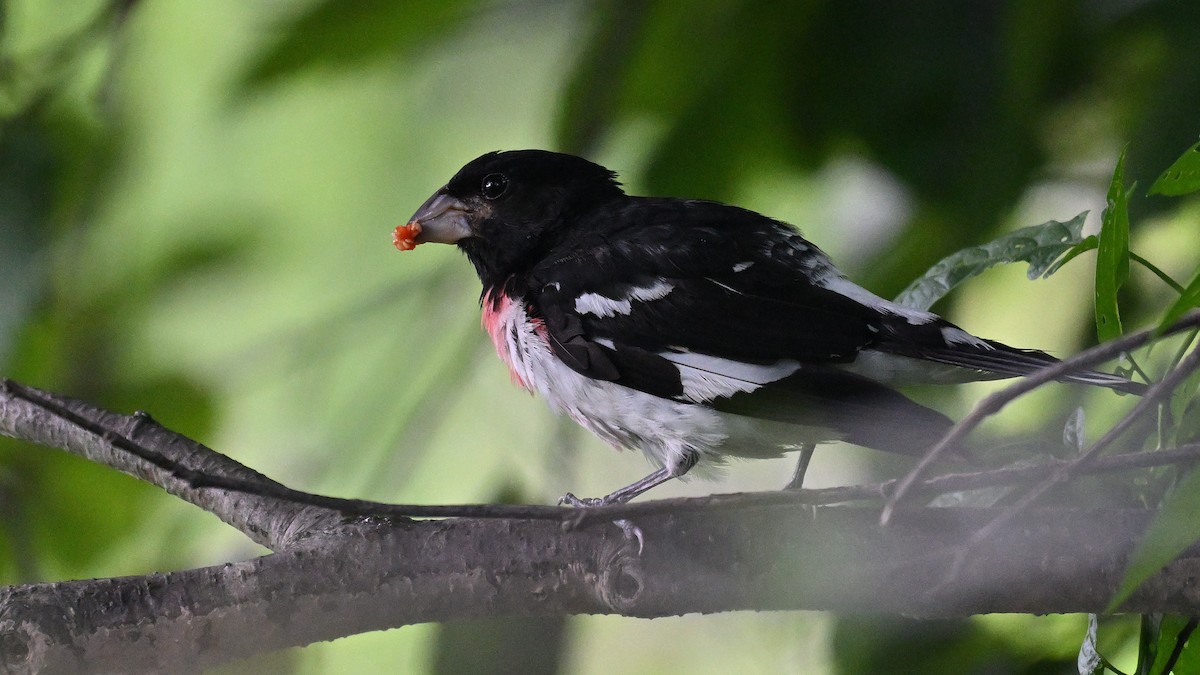 Rose-breasted Grosbeak - ML622082015